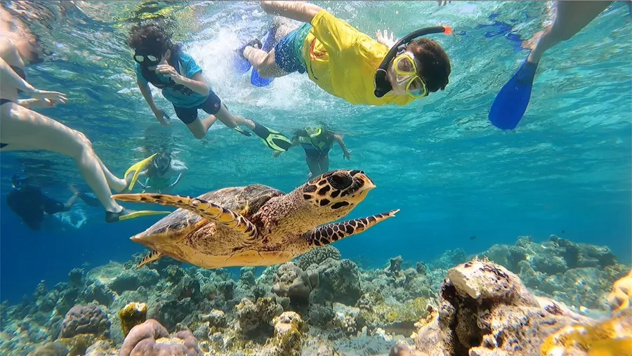 Snorkelers swimming near a hawksbill sea turtle over coral reef in the Maldives