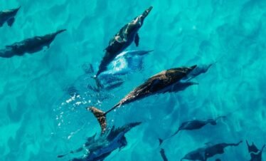 Dolphin safari in Ukulhas