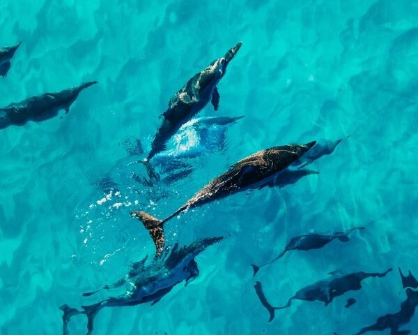 Dolphin safari in Ukulhas