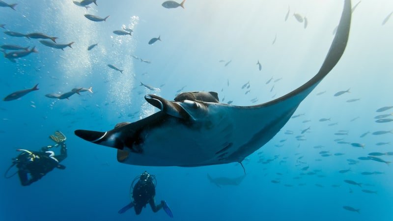 Diving with Manta Rays and Whale Sharks